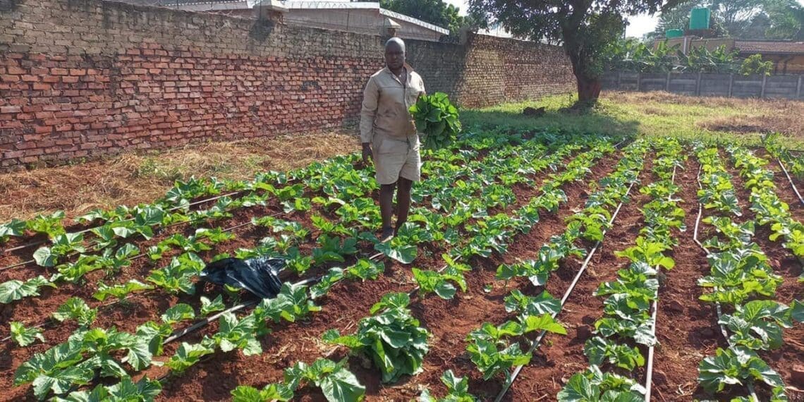 Farmer Mulungwa takes the bull by its horns