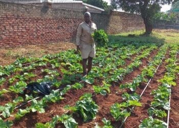 Farmer Mulungwa takes the bull by its horns