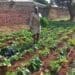Farmer Mulungwa takes the bull by its horns