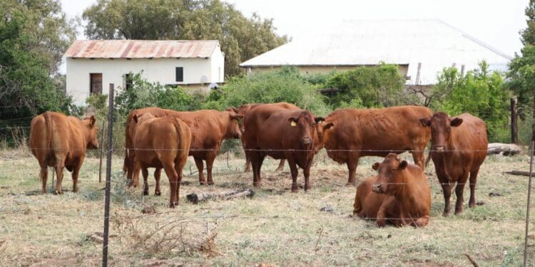 DIY first aid: Five ways to treat livestock injuries - Food For Mzansi