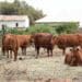 Livestock injuries are more common than we think. Here are five tips to deal with physical injuries on animals. Photo: Supplied/Food For Mzansi