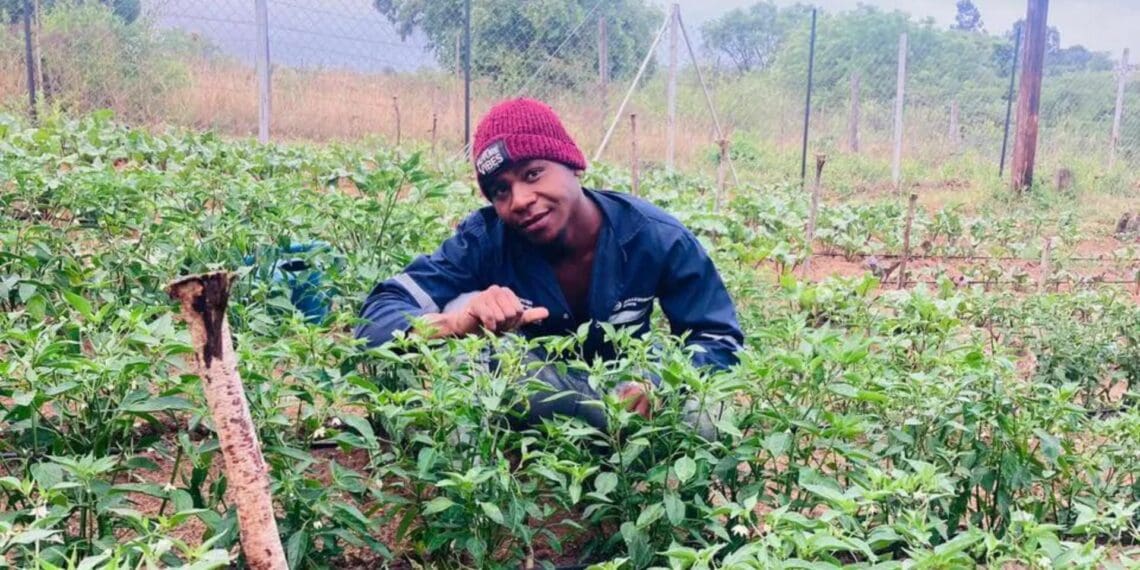 Umfama uMahlatse uyakuvuyela oko anako
