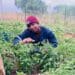 Umfama uMahlatse uyakuvuyela oko anako