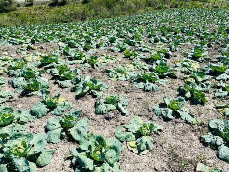 EC floods leave a trail of destruction on farms - Food For Mzansi