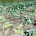 EC floods leave a trail of destruction on farms