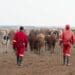 Land Bank: Rejected farmers eclipse approved