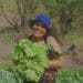 Farming is Peterson's refuge, her happy place
