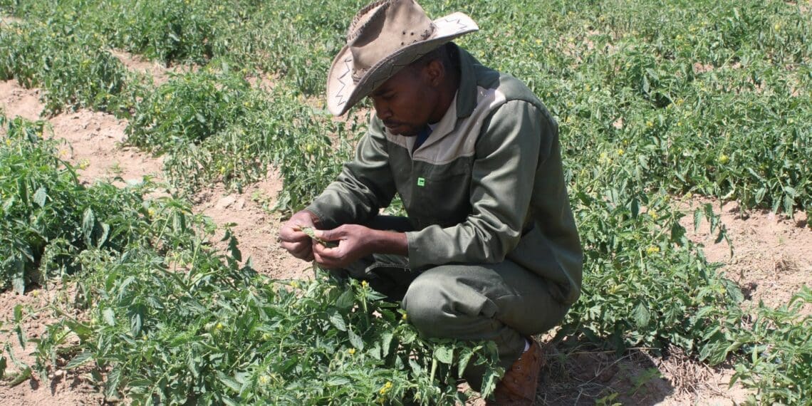 Qho kwiiveki ezimbini, uKolobe Lebepe utshintsha iyunifom yezomkhosi anxibe iweksuti yakhe emdaka kwifama yakhe kwilali iMoletši Ga-Komape, eLimpopo. Ifoto: nguManare Matabola/wakwaFood For Mzansi