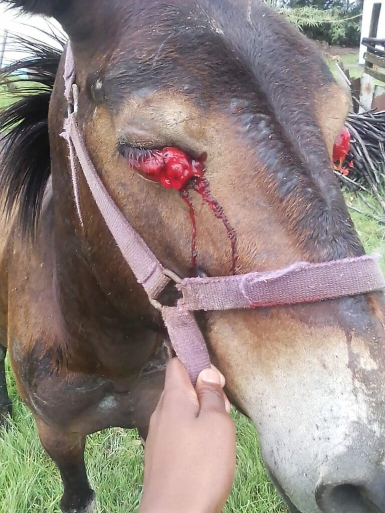 Horse vaccines 'on the way' amid AHS outbreak