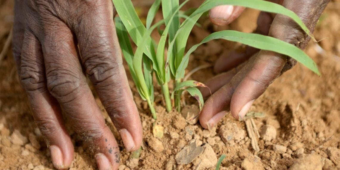 GDP: Agricultural sector shows mixed results