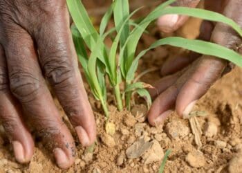 GDP: Agricultural sector shows mixed results