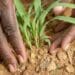 GDP: Agricultural sector shows mixed results