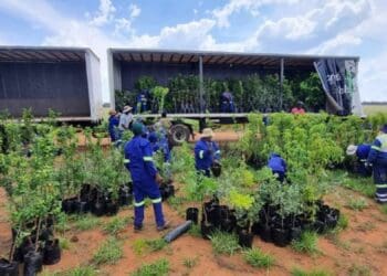 Agroforests: TERRAGRN plans to transform up to 200 000 hectares of unused land in the coal-mining heartland of Mpumalanga. Photo: Supplied/Food For Mzansi