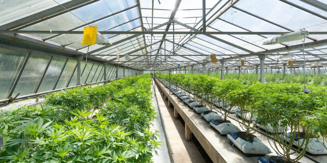 Cannabis: 'Time for govt to iron out the creases'