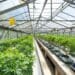 Cannabis: 'Time for govt to iron out the creases'