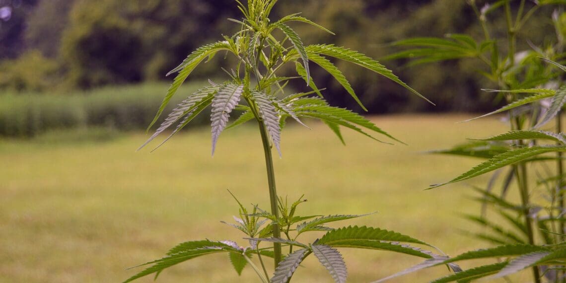 New report: SA's cannabis industry aims high
