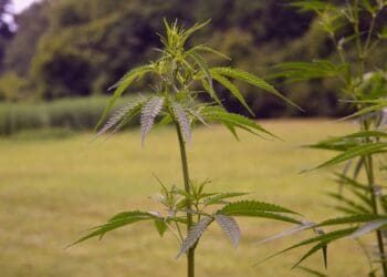 New report: SA's cannabis industry aims high