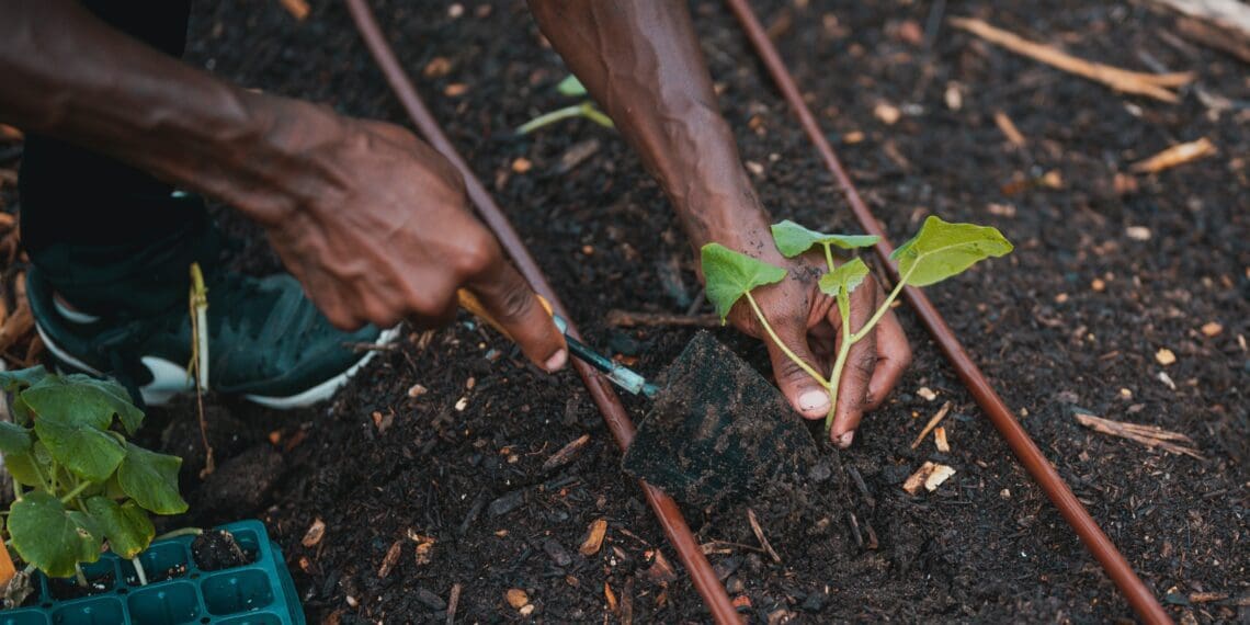 Grasping the benefits of GM seed technology