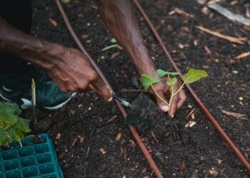 Grasping the benefits of GM seed technology