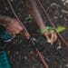 Grasping the benefits of GM seed technology