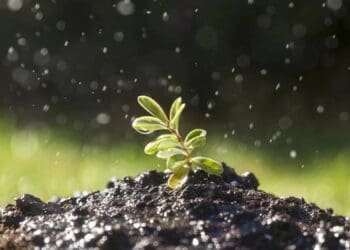 Soil moisture insurance relies on technology to monitor moisture levels, offering a reliable solution to protect crops from drought risks. Photo: Supplied/Food For Mzansi