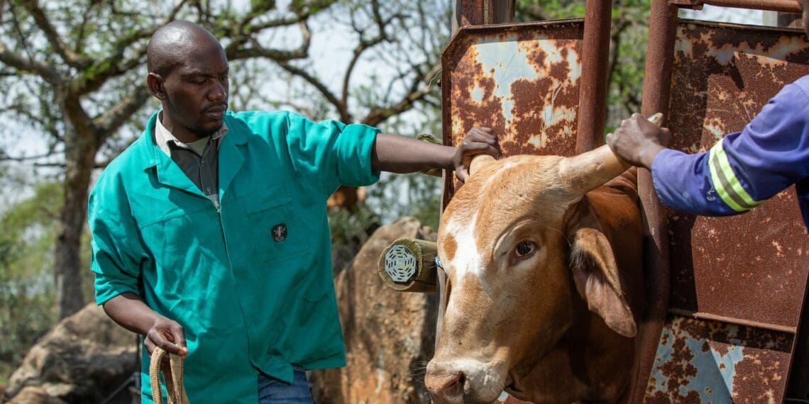 Vets remain inaccessible to small-scale farmers