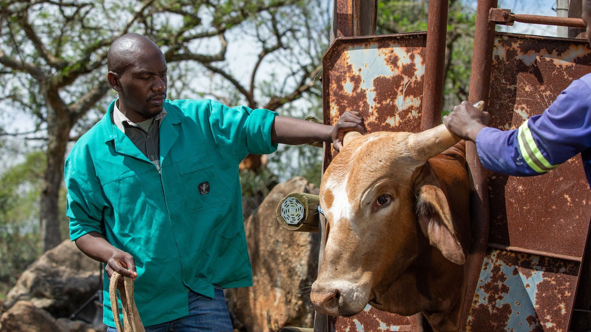 Vets remain inaccessible to small-scale farmers - Food For Mzansi