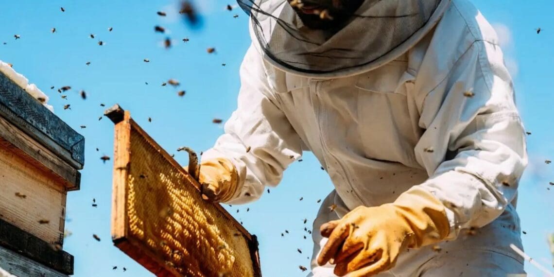 Agriculture, land reform and rural development minister Thoko Didiza advocated for the growth of the beekeeping and honey processing industry. Photo: Supplied/Food For Mzansi