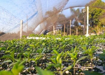 Climate change overwhelms farmers in Ghana