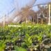 Climate change overwhelms farmers in Ghana