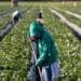 Five ways to protect farmworkers from the heat