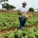 Sustainable farming empowers communities