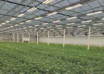 Fluence has revolutionised the market by providing growers with high-quality LED lighting solutions specifically designed for controlled environment commercial crop production, with a focus on cannabis growers. Photo: Supplied/Food For Mzansi