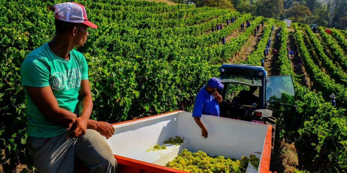 SA wine exports fuel economy, job growth