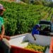 SA wine exports fuel economy, job growth