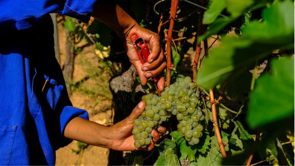 SA wine exports fuel economy, job growth