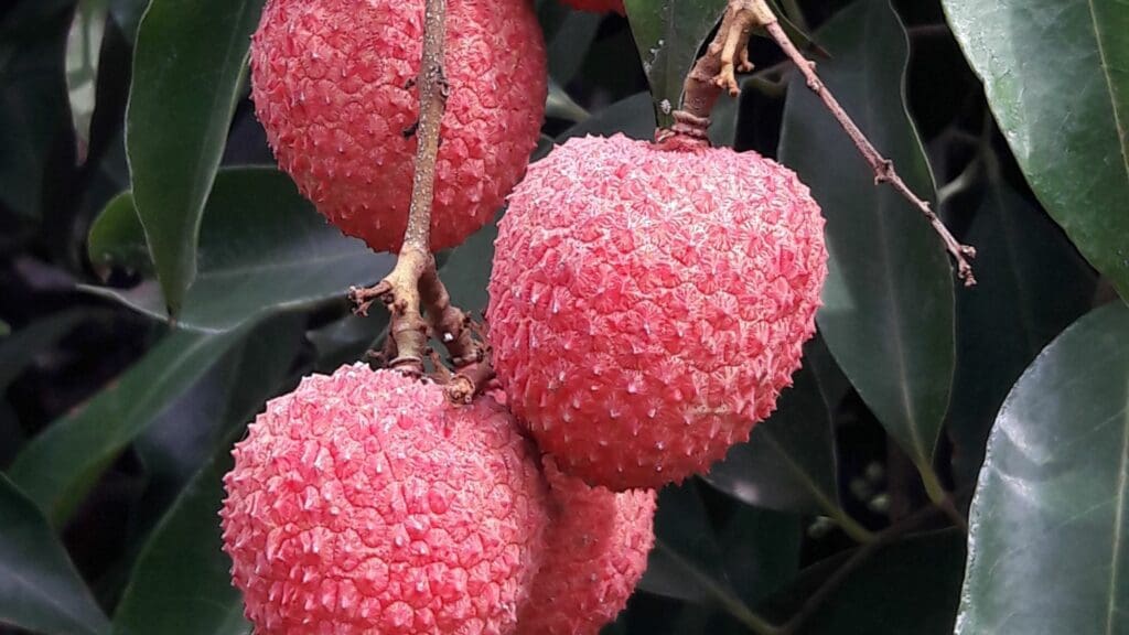 SA’s litchi queen earns PhD after 20 years
