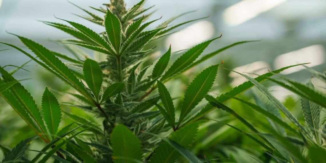 The legalisation of medical cannabis in South Africa presents an excellent opportunity for the agriculture market to invest in Fluence. The company’s LED lighting solutions are a game-changer for indoor cultivation. Photo: Supplied/Food For Mzansi