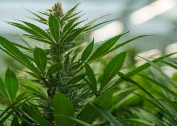The legalisation of medical cannabis in South Africa presents an excellent opportunity for the agriculture market to invest in Fluence. The company’s LED lighting solutions are a game-changer for indoor cultivation. Photo: Supplied/Food For Mzansi