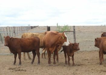 Land reform: Measuring instruments are needed