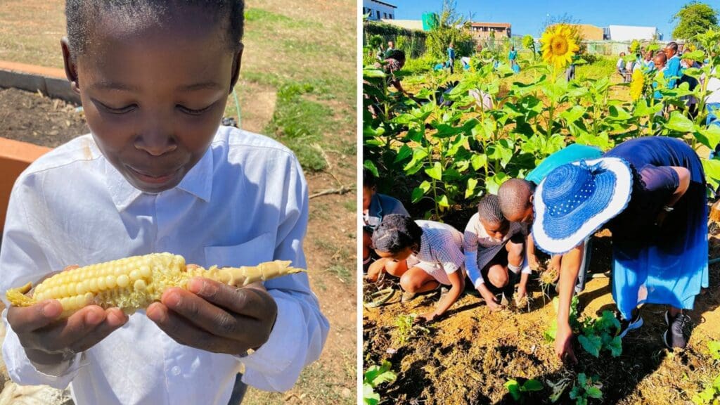 Homegrown goodness! Fresh mielies from our EduPlant garden make the perfect healthy breaktime snack for this learner. Photo: Supplied/Food For Mzansi