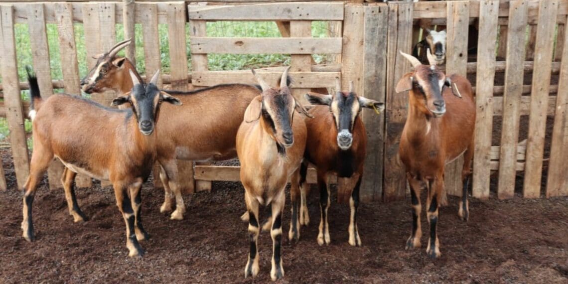 This week’s events include a funding opportunity for Gauteng agro-processors, a cattle and farm sale, a Gather To Grow session on Twitter, goat farming training, and a farmers market. Photo: Supplied/Food For Mzansi