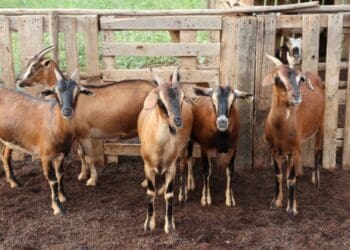 This week’s events include a funding opportunity for Gauteng agro-processors, a cattle and farm sale, a Gather To Grow session on Twitter, goat farming training, and a farmers market. Photo: Supplied/Food For Mzansi