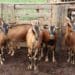 This week’s events include a funding opportunity for Gauteng agro-processors, a cattle and farm sale, a Gather To Grow session on Twitter, goat farming training, and a farmers market. Photo: Supplied/Food For Mzansi