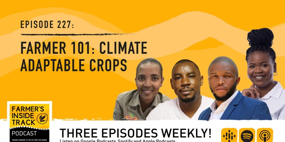 Sixolise Mcinga, soil scientist and senior analyst in sustainable agriculture for GreenCape and Thabile Nkunjana, Agricultural Economist at the National Agricultural Marketing Council, Diana Mngomezulu, MSc plant breeding student at the University of the Free State and Dr Zaid Bello, Researcher, Agricultural Research Council. Photo: Supplied/Food For Mzansi