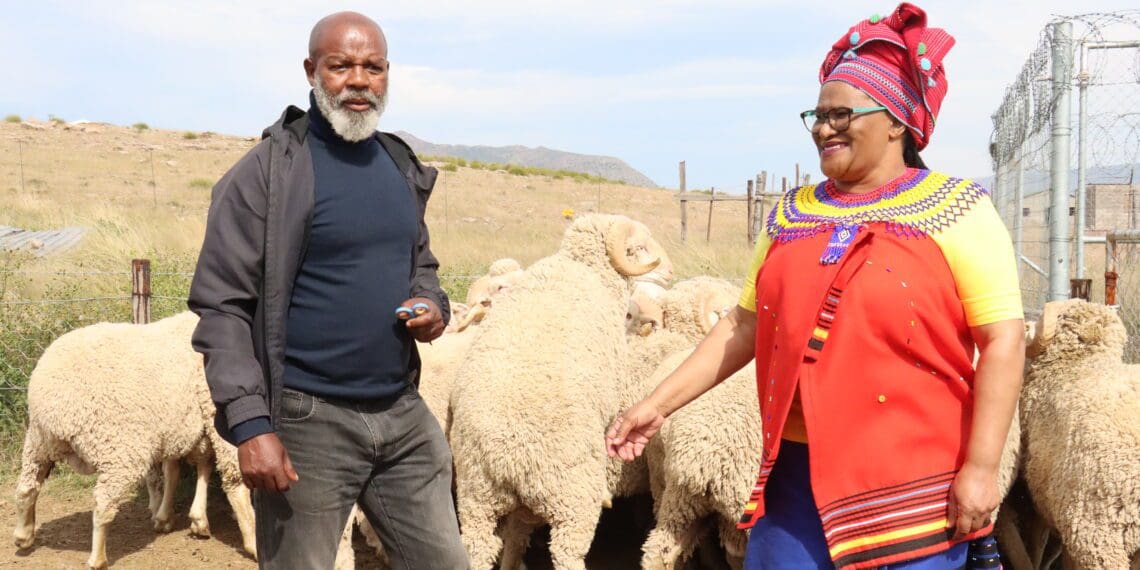 DRDAR MEC Nonkqubela Pieters and chairperson of Enoch Mgijima Wool Grower’s association, Siyambonga Booi feel the wool of some of the Dohne Merino rams handed over by the Chris Hani District Municipality. Photo: DRDAR