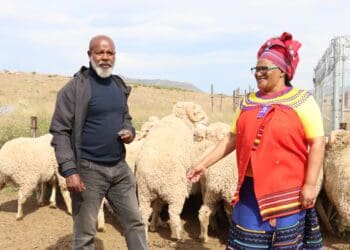 DRDAR MEC Nonkqubela Pieters and chairperson of Enoch Mgijima Wool Grower’s association, Siyambonga Booi feel the wool of some of the Dohne Merino rams handed over by the Chris Hani District Municipality. Photo: DRDAR