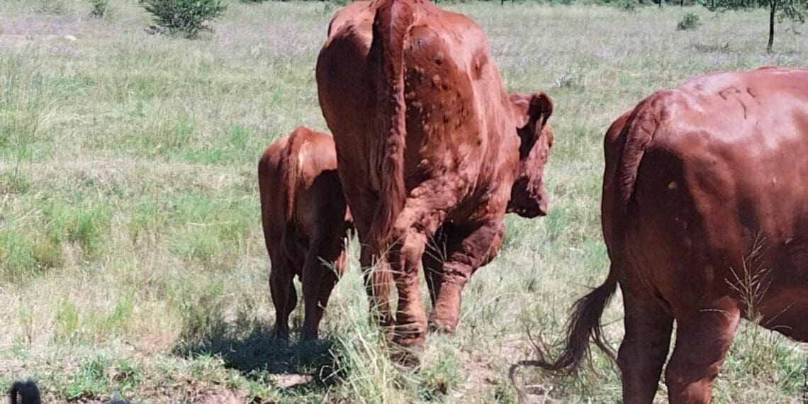 EC Cattle farmers on lumpy skin disease watch