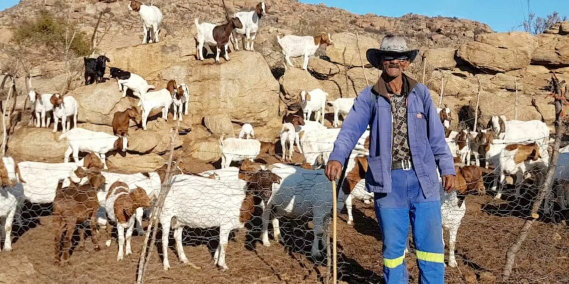 Age-old tactics protect livestock from predators
