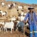 Age-old tactics protect livestock from predators